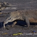 dragon_komodo_hsb_rinca_h_1623_kom3968.jpg
